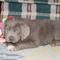 Andre, a male Newfoundland for sale in Sugarcreek, OH – Photo 3 of 7