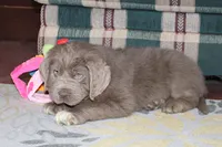 Andre, a male Newfoundland for sale in Sugarcreek, OH – Photo 3 of 7