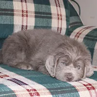 Andre, a male Newfoundland for sale in Sugarcreek, OH – Photo 7 of 7