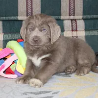 Andre, a male Newfoundland for sale in Sugarcreek, OH – Photo 5 of 7