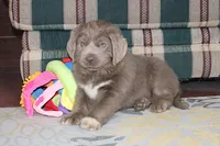 Andre, a male Newfoundland for sale in Sugarcreek, OH – Photo 5 of 7