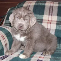 Andre, a male Newfoundland for sale in Sugarcreek, OH – Photo 4 of 7