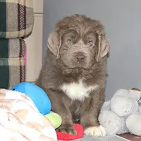 Andre, a male Newfoundland for sale in Sugarcreek, OH – Photo 1 of 7