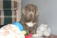 Andre, a male Newfoundland for sale in Sugarcreek, OH – Photo 1 of 7