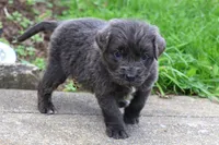 Silvia, a female Newfoundland for sale in Sugarcreek, OH – 3 of 7
