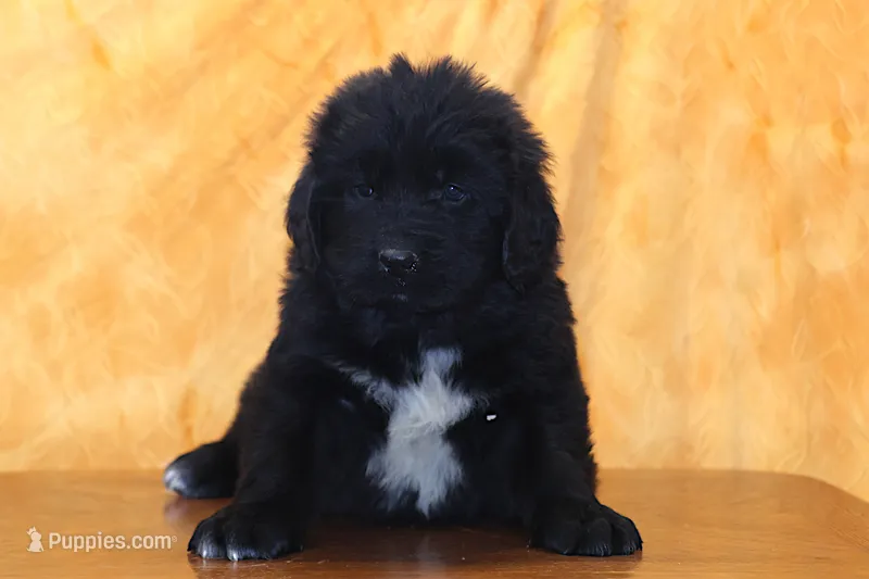 Valentines day Sale Locki