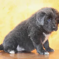 Valentines day Sale Wendi, a female Newfoundland for sale in Sugarcreek, OH – Photo 2 of 10