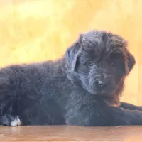 Valentines day Sale Wendi, a female Newfoundland for sale in Sugarcreek, OH – Photo 4 of 10