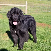 Valentines day Sale Wendi, a female Newfoundland for sale in Sugarcreek, OH – Photo 10 of 10