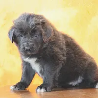 Valentines day Sale Wendi, a female Newfoundland for sale in Sugarcreek, OH – Photo 6 of 10