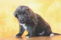 Valentines day Sale Wendi, a female Newfoundland for sale in Sugarcreek, OH – Photo 6 of 10