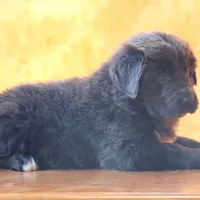 Valentines day Sale Wendi, a female Newfoundland for sale in Sugarcreek, OH – Photo 5 of 10