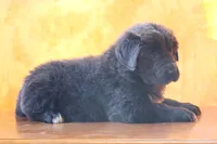 Valentines day Sale Wendi, a female Newfoundland for sale in Sugarcreek, OH – Photo 5 of 10