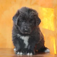 Valentines day Sale Wendi, a female Newfoundland for sale in Sugarcreek, OH – Photo 1 of 10