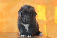 Valentines day Sale Wendi, a female Newfoundland for sale in Sugarcreek, OH – Photo 1 of 10