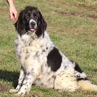 Valentines day Sale Wendi, a female Newfoundland for sale in Sugarcreek, OH – Photo 9 of 10