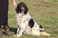 Valentines day Sale Wendi, a female Newfoundland for sale in Sugarcreek, OH – Photo 9 of 10