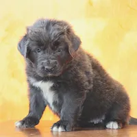Valentines day Sale Wendi, a female Newfoundland for sale in Sugarcreek, OH – Photo 3 of 10