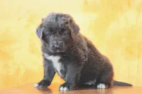 Valentines day Sale Wendi, a female Newfoundland for sale in Sugarcreek, OH – Photo 3 of 10