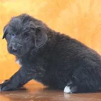 Valentines day Sale Wendi, a female Newfoundland for sale in Sugarcreek, OH – Photo 7 of 10