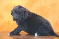 Valentines day Sale Wendi, a female Newfoundland for sale in Sugarcreek, OH – Photo 7 of 10