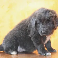 Valentines day Sale Wendi, a female Newfoundland for sale in Sugarcreek, OH – Photo 8 of 10