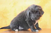 Valentines day Sale Wendi, a female Newfoundland for sale in Sugarcreek, OH – Photo 8 of 10