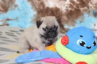 Monty, a male Pug for sale in Sugarcreek, OH – 2 of 7