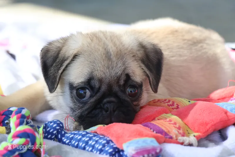 Monty – Pug puppy for sale in Sugarcreek, OH