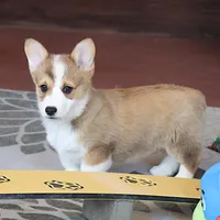 OFA, AKC, Mannie, a male Pembroke Welsh Corgi for sale in Sugarcreek, OH – Photo 8 of 10