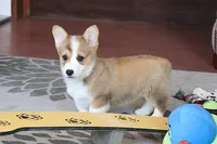 OFA, AKC, Mannie, a male Pembroke Welsh Corgi for sale in Sugarcreek, OH – Photo 8 of 10