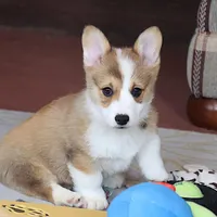 OFA, AKC, Mannie, a male Pembroke Welsh Corgi for sale in Sugarcreek, OH – Photo 3 of 10