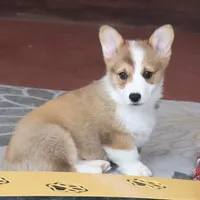 OFA, AKC, Mannie, a male Pembroke Welsh Corgi for sale in Sugarcreek, OH – Photo 1 of 10