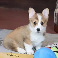 OFA, AKC, Mannie, a male Pembroke Welsh Corgi for sale in Sugarcreek, OH – Photo 4 of 10