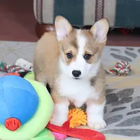 OFA, AKC, Mannie, a male Pembroke Welsh Corgi for sale in Sugarcreek, OH – Photo 7 of 10