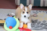 OFA, AKC, Mannie, a male Pembroke Welsh Corgi for sale in Sugarcreek, OH – Photo 7 of 10