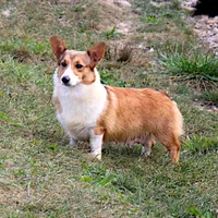 OFA, AKC, Mannie, a male Pembroke Welsh Corgi for sale in Sugarcreek, OH – Photo 9 of 10