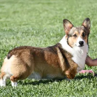 OFA, AKC, Mannie, a male Pembroke Welsh Corgi for sale in Sugarcreek, OH – Photo 10 of 10