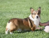 OFA, AKC, Mannie, a male Pembroke Welsh Corgi for sale in Sugarcreek, OH – Photo 10 of 10