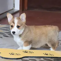OFA, AKC, Mannie, a male Pembroke Welsh Corgi for sale in Sugarcreek, OH – Photo 2 of 10