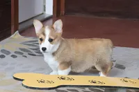 OFA, AKC, Mannie, a male Pembroke Welsh Corgi for sale in Sugarcreek, OH – Photo 2 of 10