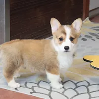 OFA, AKC, Mannie, a male Pembroke Welsh Corgi for sale in Sugarcreek, OH – Photo 6 of 10