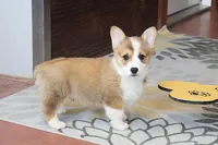 OFA, AKC, Mannie, a male Pembroke Welsh Corgi for sale in Sugarcreek, OH – Photo 6 of 10