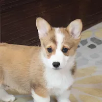 OFA, AKC, Mannie, a male Pembroke Welsh Corgi for sale in Sugarcreek, OH – Photo 5 of 10
