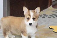 OFA, AKC, Mannie, a male Pembroke Welsh Corgi for sale in Sugarcreek, OH – Photo 5 of 10