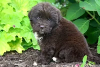 Talia, a female Newfoundland for sale in Sugarcreek, OH – 6 of 9