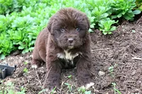 Talia, a female Newfoundland for sale in Sugarcreek, OH – 7 of 9