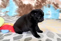 Greg, a male Pug for sale in Sugarcreek, OH – 2 of 7
