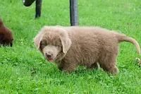 Bianca, a female Newfoundland for sale in Sugarcreek, OH – 8 of 10