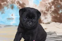 Greg, a male Pug for sale in Sugarcreek, OH – 1 of 7